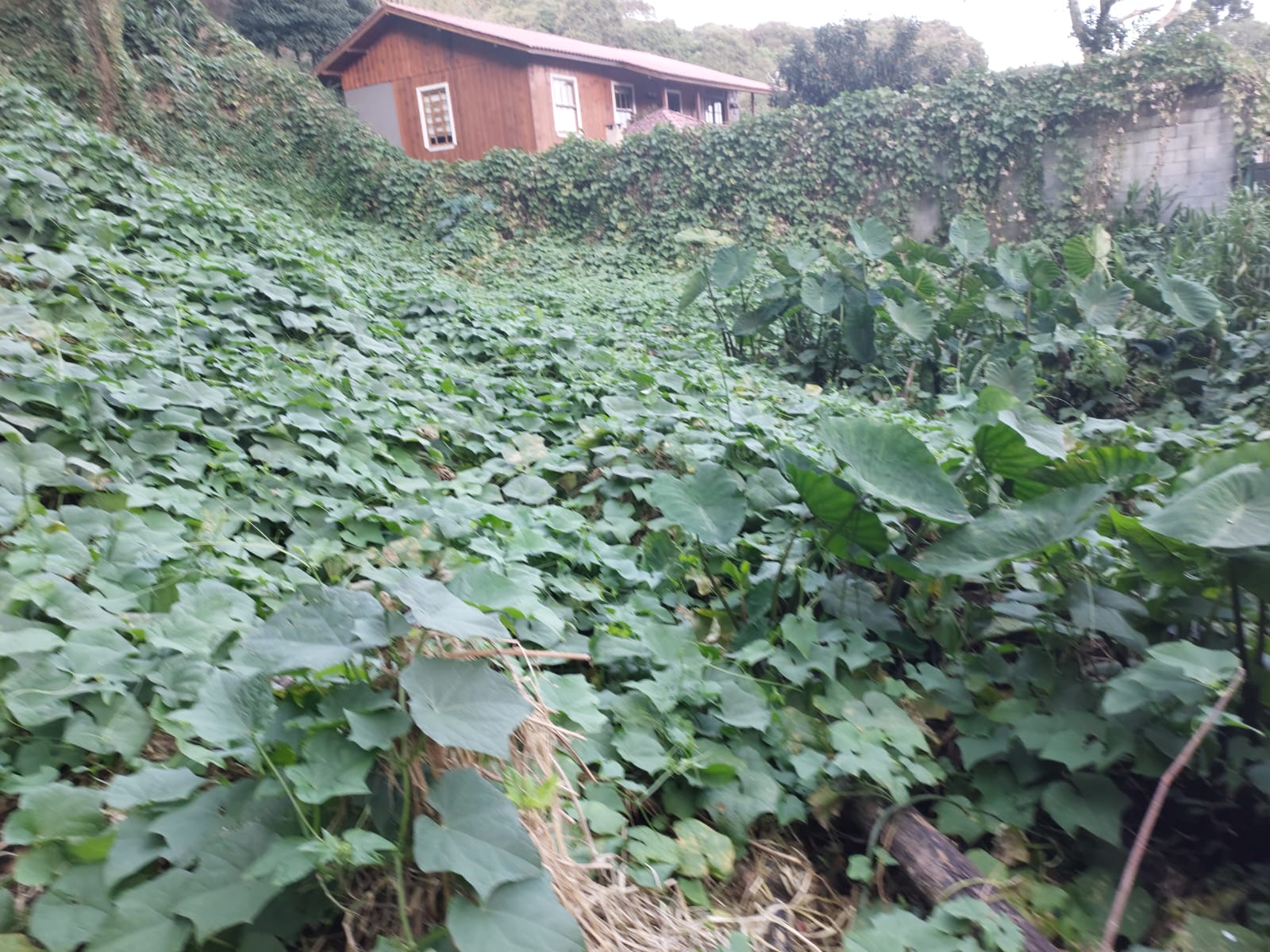 Foto 4 — Terreno na Rua Paulo Pampuche, Campo Comprido, Curitiba